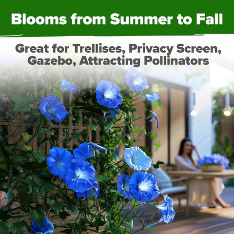 Heavenly Blue Morning Glory Seeds – Non-GMO Heirloom Flower Seeds For Planting, High Germination, Pollinator-Friendly Garden Blooms