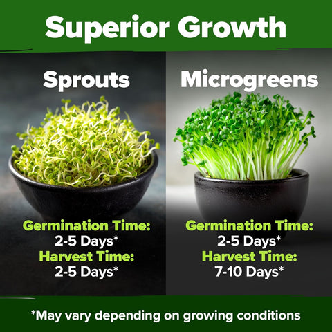 Organic Broccoli Sprout Seeds – Non-GMO High-Germination Seeds for Sprouting & Microgreens