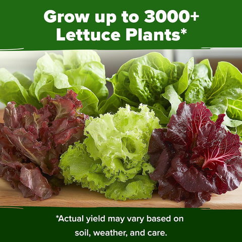 Lettuce Seed Pack – 3950 Non-GMO Heirloom Seeds (5 Salad Varieties)