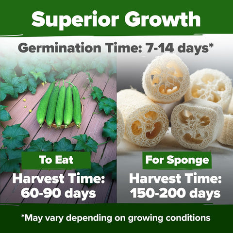 loofah plant seeds for sale Luffa Gourd Seeds, 40 ct, Non-GMO Heirloom