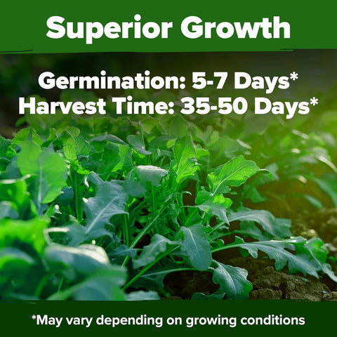 Arugula Seeds – 4,350 Non-GMO Heirloom Seeds (2 Pack) for Fast-Growing Garden Greens