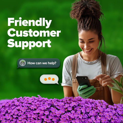 Aubrieta Rock Cress Seeds – Perennial Flowering Ground Cover (300 Seeds)