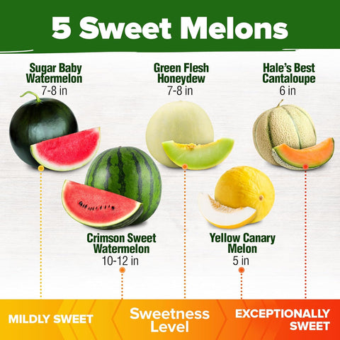 Heirloom Melon Seeds Variety Pack – 200+ Non-GMO Seeds of 5 Sweet Melon Types for Home Garden Growing, photo 3