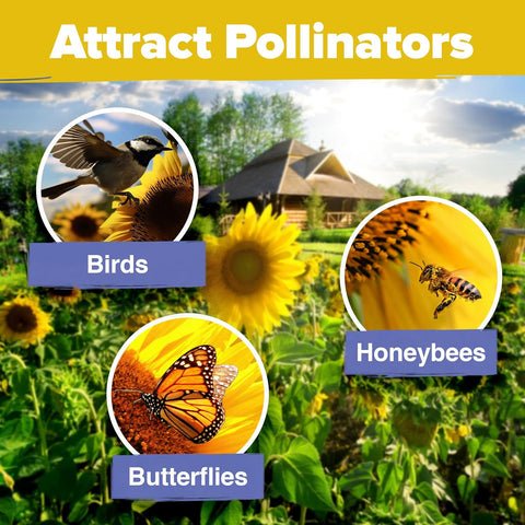 Mammoth Sunflower Seeds – Giant 12 ft Heirloom Variety (520 Seeds)