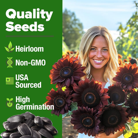 Chocolate Cherry Sunflower Seeds – 75 Seed Count | Deep Burgundy Blooms, Fast-Growing, Pollinator-Friendly, Edible Seeds & Easy Garden Showstopper