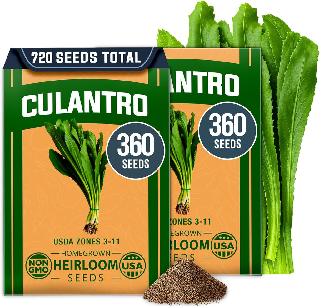 Culantro Seeds – Heirloom Recao Eryngium Foetidum Herb (720+ Non-GMO Seeds)