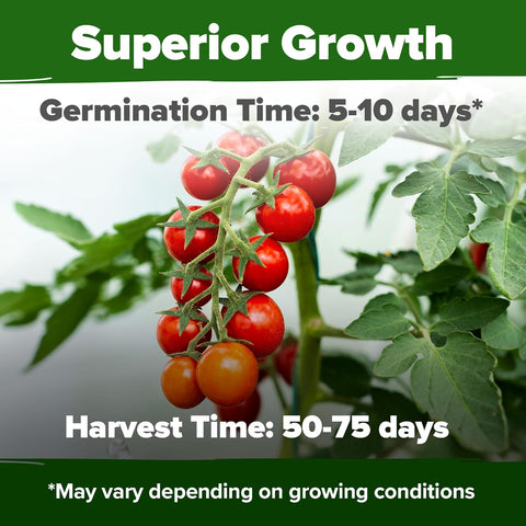 Cherry Tomato Seeds – Heirloom, Non-GMO – 1000 Seed Count | High Yield, Indoor/Outdoor, Hydroponic Friendly