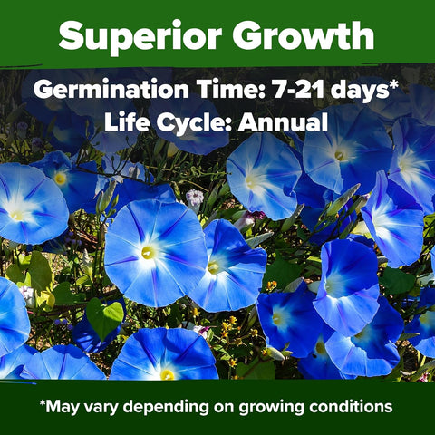 Heavenly Blue Morning Glory Seeds – Non-GMO Heirloom Flower Seeds For Planting, High Germination, Pollinator-Friendly Garden Blooms
