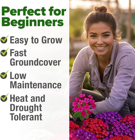 Verbena Seeds – Perennial & Annual Ground Cover Variety (6000 Seeds)