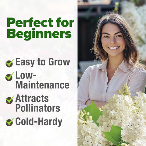 White Lilac Tree Seeds – Non-GMO Heirloom Flowering (53 Seeds)