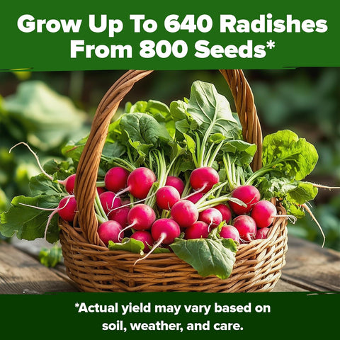 Cherry Belle Radish Seeds – 800+ USA-Grown Non-GMO Heirloom Seeds for Fast 22-Day Harvest