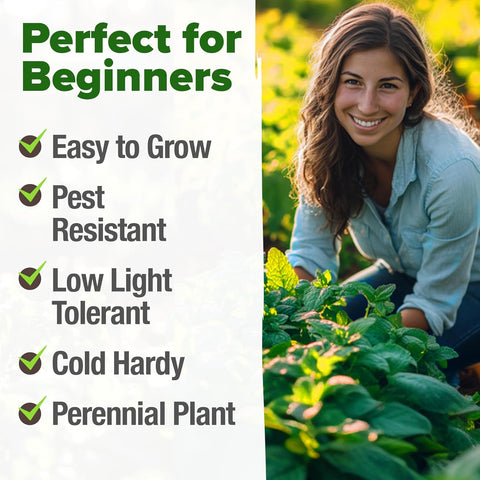 Peppermint Seeds (2370+ Seeds) – Non-GMO, USA-Grown, High-Germination Herb for Tea, Cooking & Wellness