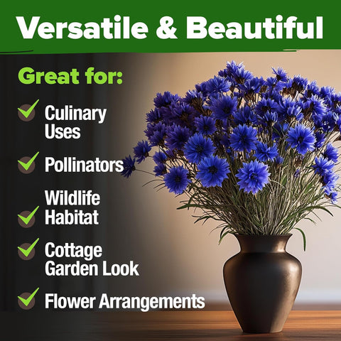 Bachelor Button Seeds – Cornflower Heirloom Variety (6,000 Seeds)