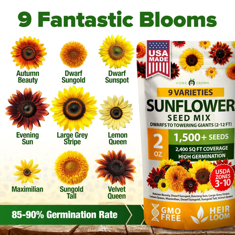 Colorful sunflower blooms attracting pollinators