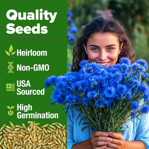 Bachelor Button Seeds – Cornflower Heirloom Variety (6,000 Seeds)