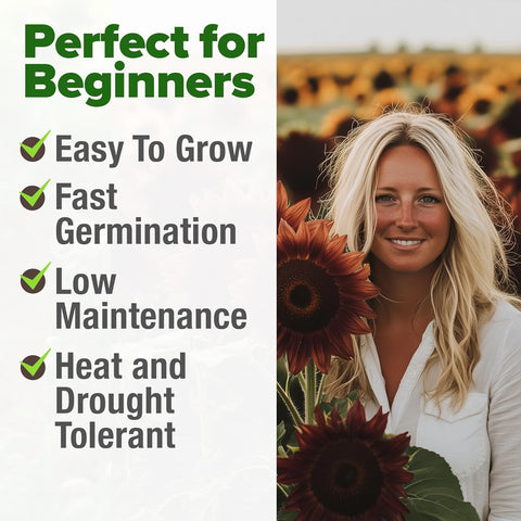 Chocolate Cherry Sunflower Seeds – 75 Seed Count | Deep Burgundy Blooms, Fast-Growing, Pollinator-Friendly, Edible Seeds & Easy Garden Showstopper