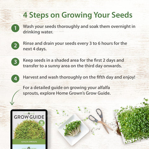 16oz Alfalfa Sprouting Seeds