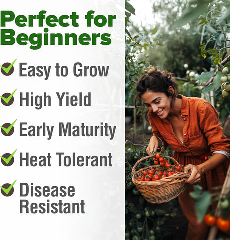 Cherry Tomato Seeds – Heirloom, Non-GMO – 1000 Seed Count | High Yield, Indoor/Outdoor, Hydroponic Friendly