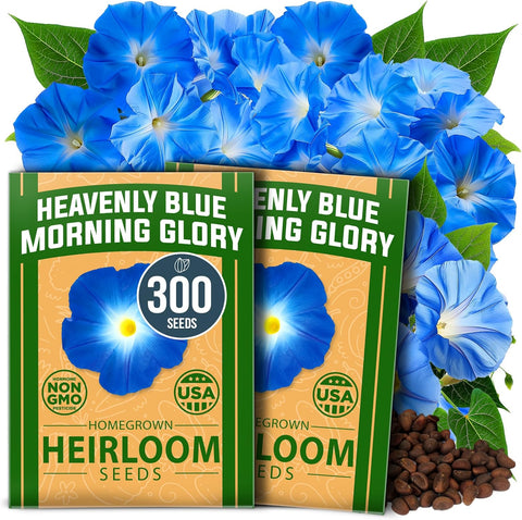 Heavenly Blue Morning Glory Seeds – Non-GMO Heirloom Flower Seeds For Planting, High Germination, Pollinator-Friendly Garden Blooms