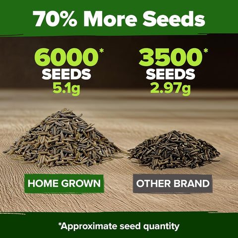 Verbena Seeds – Perennial & Annual Ground Cover Variety (6000 Seeds)