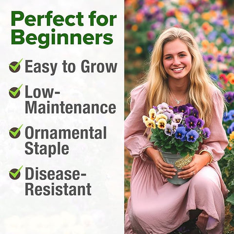 Pansy Mix Swiss Giant Seeds – Heirloom Viola Variety (1,500 Seeds)