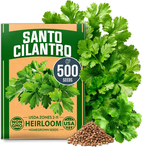 Santo Cilantro Seeds – Non-GMO Heirloom Cilantro Seeds for Planting Indoors & Outdoors | High Germination, Beginner-Friendly Herb Garden Seeds
