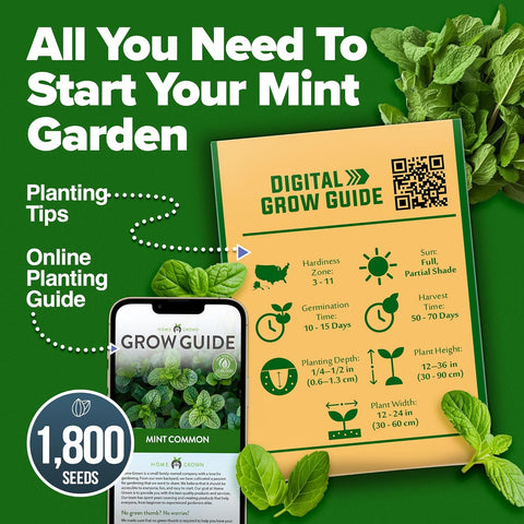 Premium Common Mint Seeds Pack - 1800 Non-GMO Seeds