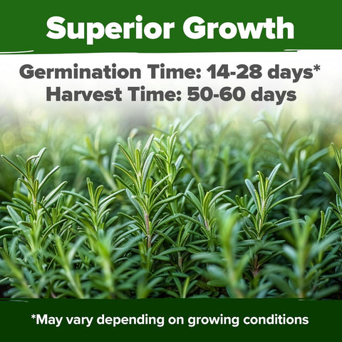 rosemary plant seeds Rosemary Seeds, 150 ct, Non-GMO, USA Grown