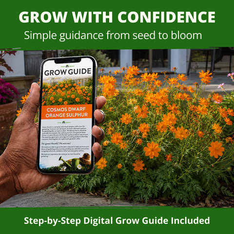 HOME GROWN Dwarf Orange Sulphur Cosmos Seeds (Cosmos sulphureus) – 2,000 Heirloom Non-GMO Flower Seeds (15g), Compact Orange & Yellow Blooms, Heat & Drought Tolerant, Pollinator-Friendly for Spring 2026 Planting