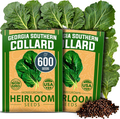 Georgia Southern Collard 2 Bulk Seeds Pack - 600+ Non-GMO Heirloom Seeds