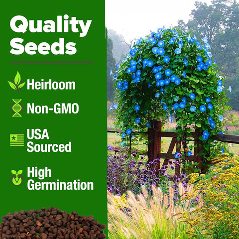 Heavenly Blue Morning Glory Seeds – Non-GMO Heirloom Flower Seeds For Planting, High Germination, Pollinator-Friendly Garden Blooms