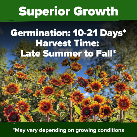 Autumn Beauty Sunflower Seeds – 40 Non-GMO Seeds for Planting, Fast-Growing, Multi-Color Blooms, Pollinator-Friendly Garden…