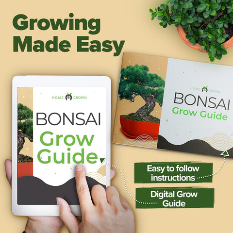Bonsai Starter Kit - 6 Seed Varieties