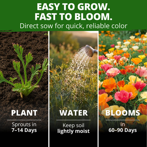 HOME GROWN California Poppy 'Mission Bells' Flower Seeds (Eschscholzia californica) – 4400 Heirloom Non-GMO Seeds, Six-Color Mix, Pollinator-Friendly, Heat & Drought Tolerant, Spring 2026 Planting