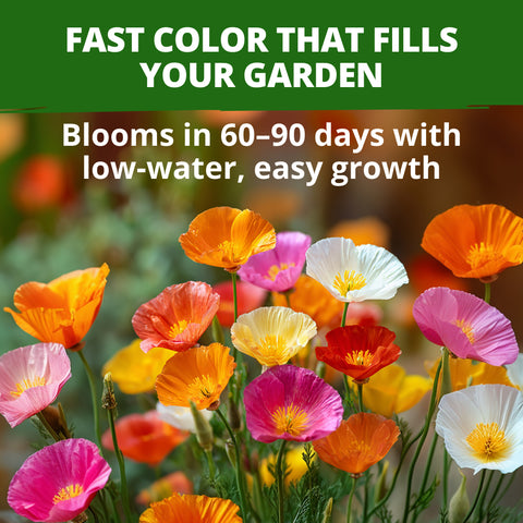HOME GROWN California Poppy Formula Mix Seeds – 1,000 Eschscholzia californica Seeds (1.3g), Spring 2026 Wildflower Mix for Sunny Gardens