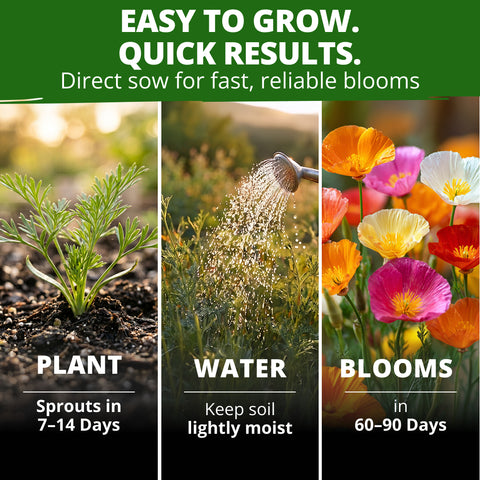 HOME GROWN California Poppy Formula Mix Seeds – 1,000 Eschscholzia californica Seeds (1.3g), Spring 2026 Wildflower Mix for Sunny Gardens