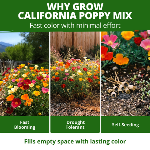 HOME GROWN California Poppy Formula Mix Seeds – 1,000 Eschscholzia californica Seeds (1.3g), Spring 2026 Wildflower Mix for Sunny Gardens
