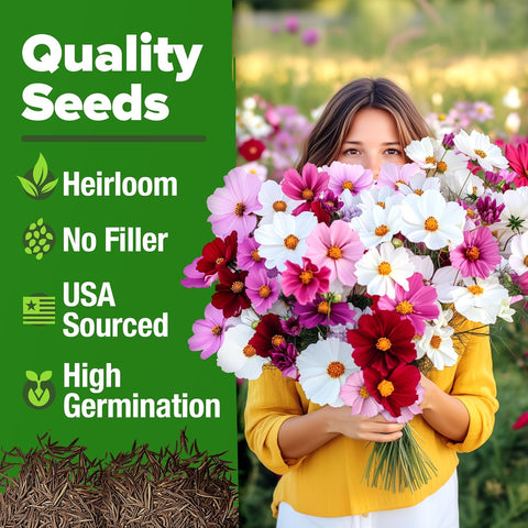 high quality flower seeds Cosmos Seeds Bulk Pack, 8000 ct, Non-GMO Annual