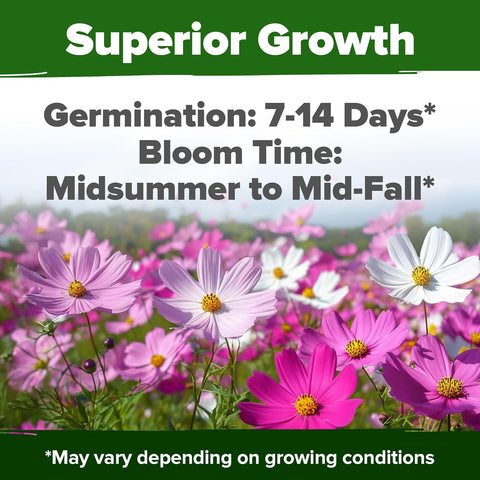 bulk cosmos flower seeds Cosmos Seeds Bulk Pack, 8000 ct, Non-GMO Annual