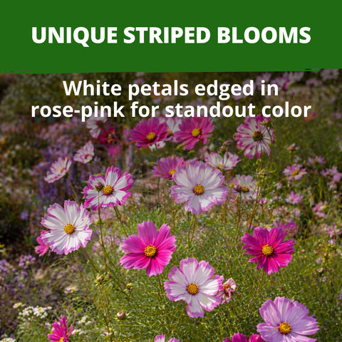 HOME GROWN Cosmos Candystripe Seeds – 600 Count 4g, Pink & White Heirloom Cosmos for Spring 2026, Wildflower Cut Flower Seeds