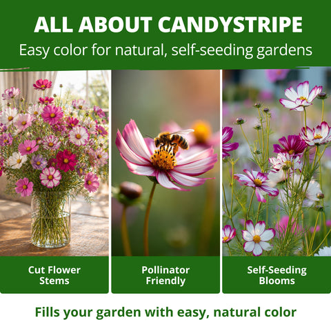 HOME GROWN Cosmos Candystripe Seeds – 600 Count 4g, Pink & White Heirloom Cosmos for Spring 2026, Wildflower Cut Flower Seeds