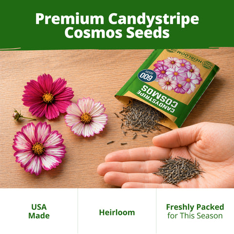 HOME GROWN Cosmos Candystripe Seeds – 600 Count 4g, Pink & White Heirloom Cosmos for Spring 2026, Wildflower Cut Flower Seeds