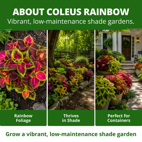 HOME GROWN Rainbow Mix Coleus Flower Seeds – 800 Seeds, Plectranthus scutellarioides, Heirloom Non-GMO Ornamental Foliage Mix for Shade Gardens, Containers & Borders