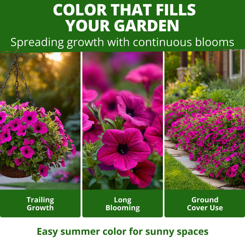 HOME GROWN Wild Petunia Flower Seeds – 3,000 Seeds, Petunia violacea, Heirloom Non-GMO Purple Petunia Seeds for Planting, Violet Trumpet Blooms, Hanging Baskets, Containers & Pollinator Gardens