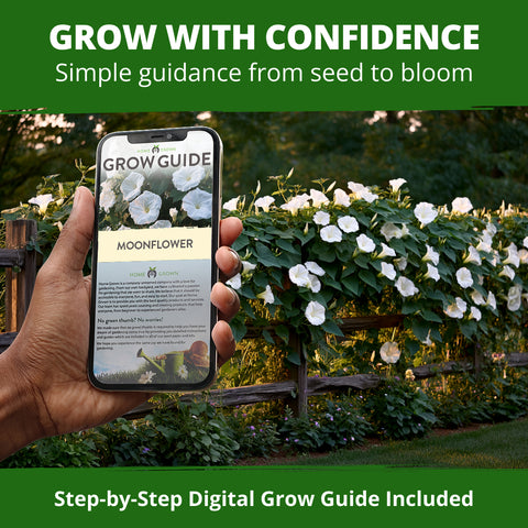 HOME GROWN Moonflower Vine 60 Flower Seeds, Ipomoea alba, Heirloom Non-GMO, Fragrant White Night-Blooming Flowers