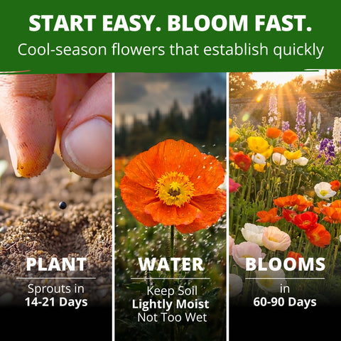 HOME GROWN Iceland Poppy Seeds – 3500 Seeds (0.60g), Spring 2026, Papaver nudicaule, Perennial Flower Seeds for Planting Outdoors