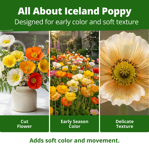 HOME GROWN Iceland Poppy Seeds – 3500 Seeds (0.60g), Spring 2026, Papaver nudicaule, Perennial Flower Seeds for Planting Outdoors