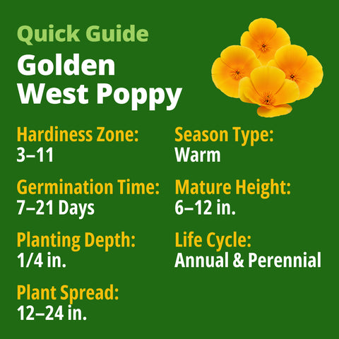 HOME GROWN California Poppy Golden West Seeds – 6000 Seeds for Spring 2026, Easy Grow Outdoor Flower Seeds, Eschscholzia cal…