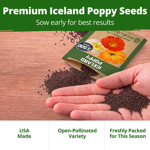 HOME GROWN Iceland Poppy Seeds – 3500 Seeds (0.60g), Spring 2026, Papaver nudicaule, Perennial Flower Seeds for Planting Outdoors