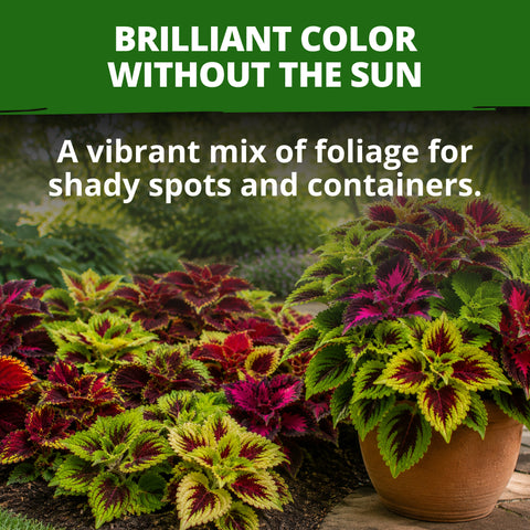 HOME GROWN Rainbow Mix Coleus Flower Seeds – 800 Seeds, Plectranthus scutellarioides, Heirloom Non-GMO Ornamental Foliage Mix for Shade Gardens, Containers & Borders